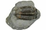 Excellent Coltraneia Trilobite Fossil - Huge Faceted Eyes #328575-3